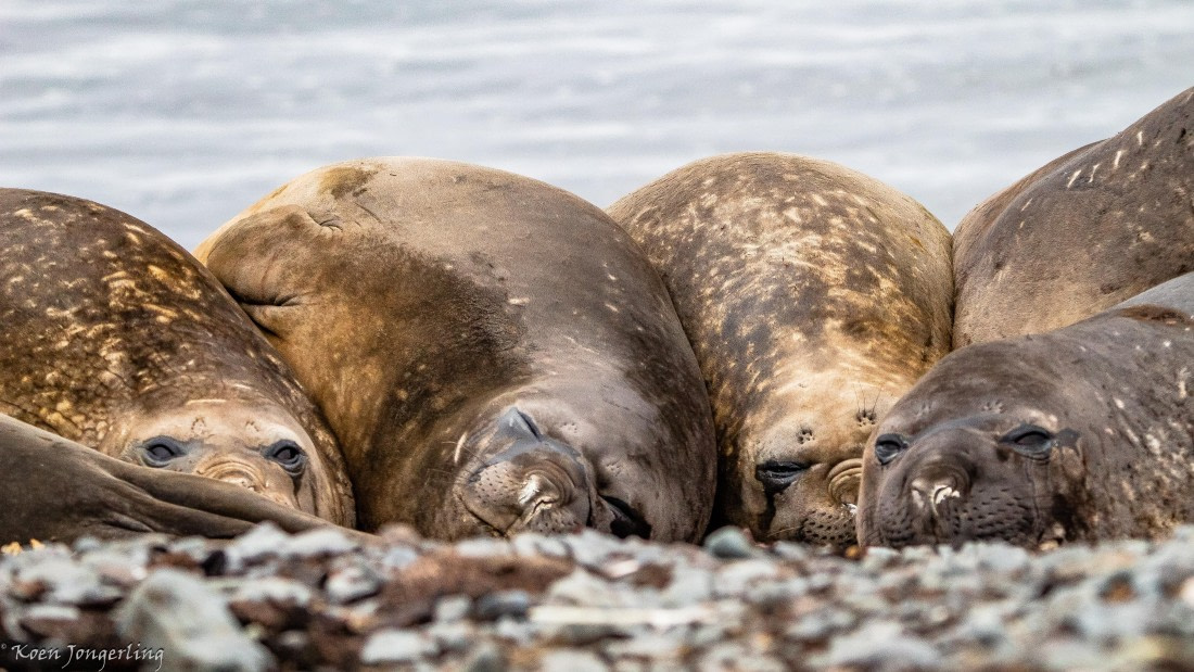 OTL28-25, Day 8, IMG_7347 © Koen Jongerling - Oceanwide Expeditions.jpg