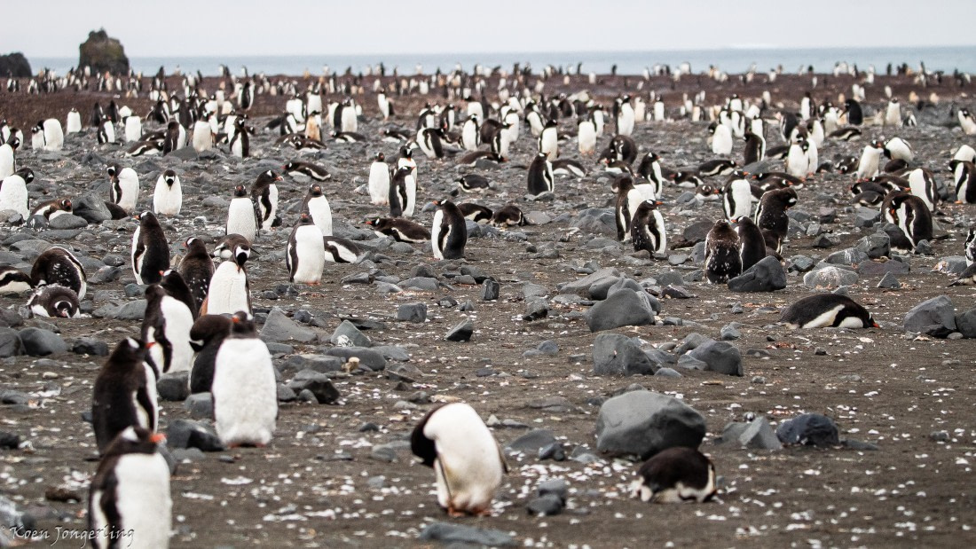 OTL28-25, Day 8, IMG_7350 © Koen Jongerling - Oceanwide Expeditions.jpg