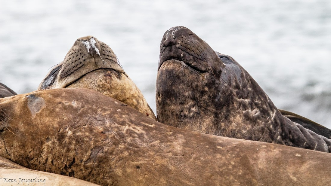 OTL28-25, Day 8, IMG_7358 © Koen Jongerling - Oceanwide Expeditions.jpg