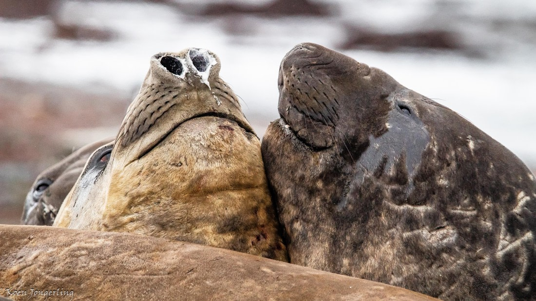 OTL28-25, Day 8, IMG_7370 © Koen Jongerling - Oceanwide Expeditions.jpg