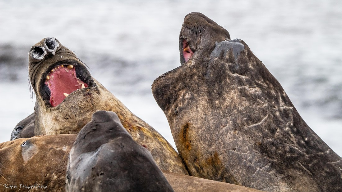 OTL28-25, Day 8, IMG_7372 © Koen Jongerling - Oceanwide Expeditions.jpg