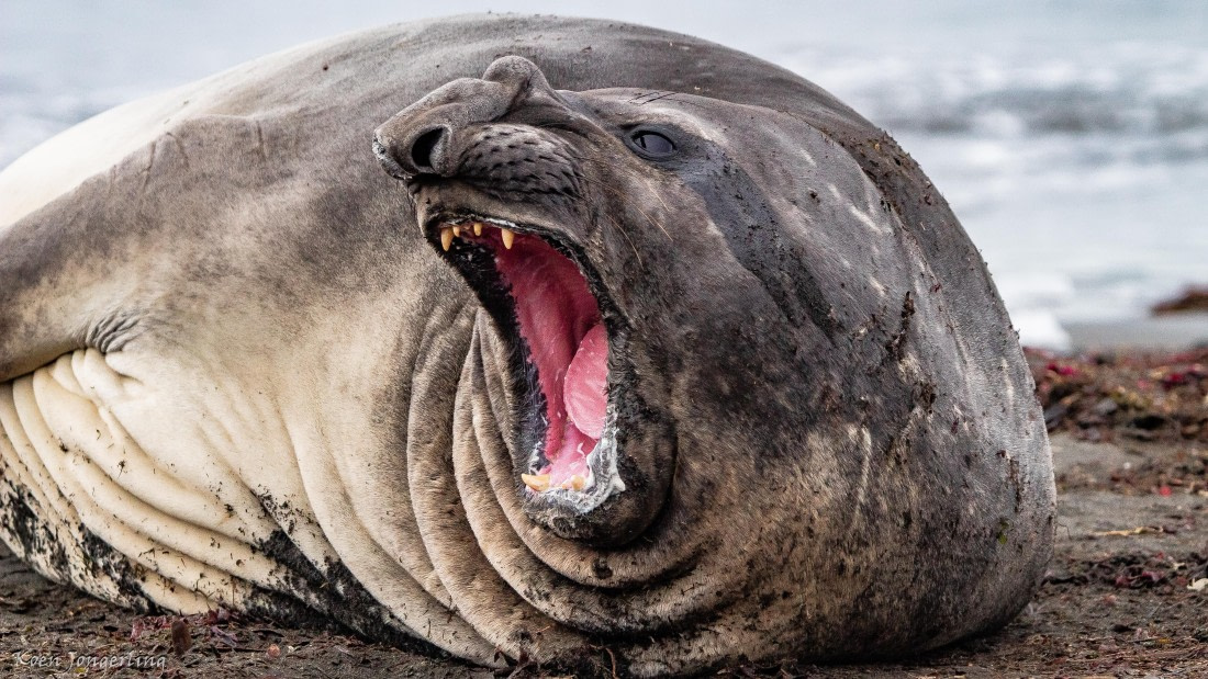 OTL28-25, Day 8, IMG_7378 © Koen Jongerling - Oceanwide Expeditions.jpg