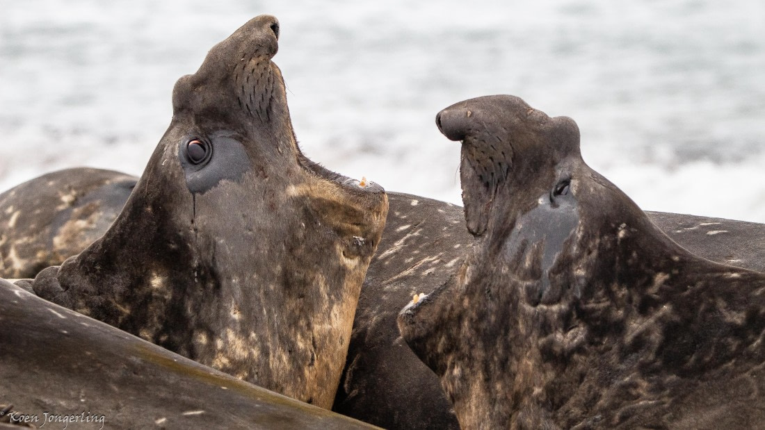 OTL28-25, Day 8, IMG_7389 © Koen Jongerling - Oceanwide Expeditions.jpg