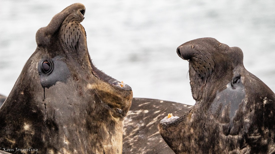 OTL28-25, Day 8, IMG_7392 © Koen Jongerling - Oceanwide Expeditions.jpg