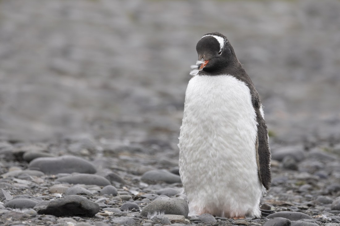 OTL28-25, Day 8, Moulting gentoo © Sara Jenner - Oceanwide Expeditions.jpg