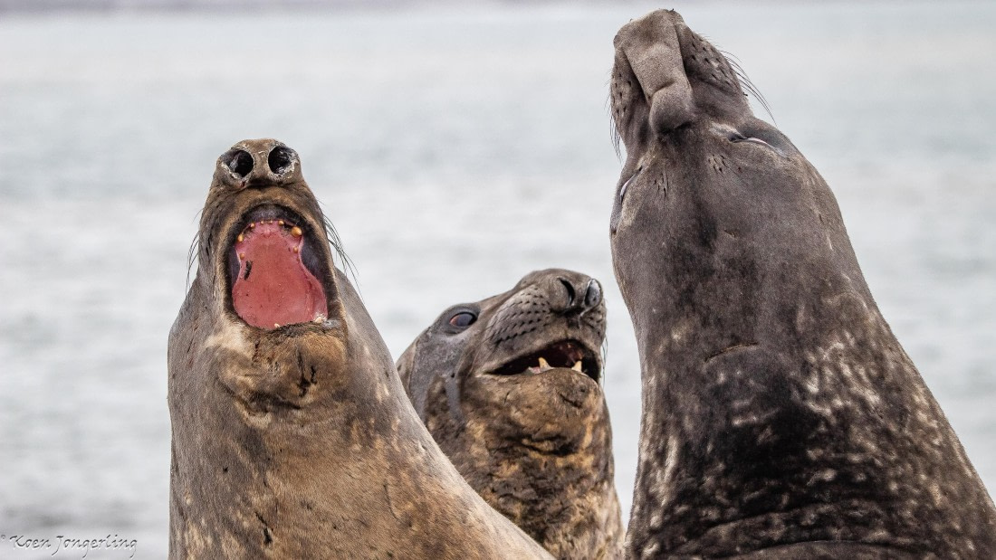 OTL28-25, Day 8, IMG_7396 © Koen Jongerling - Oceanwide Expeditions.jpg