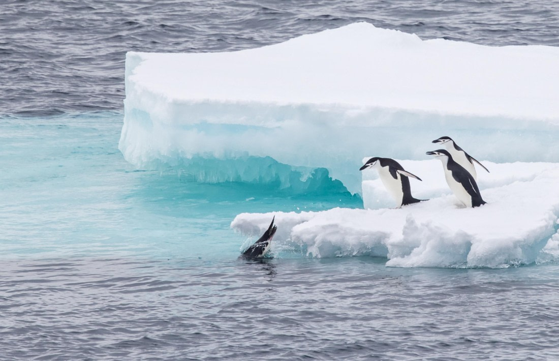 Penguin Diving