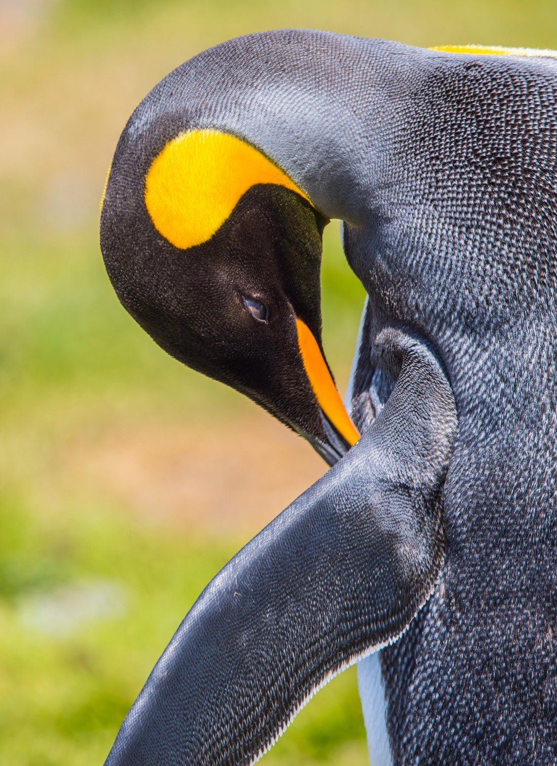 A King Penguin