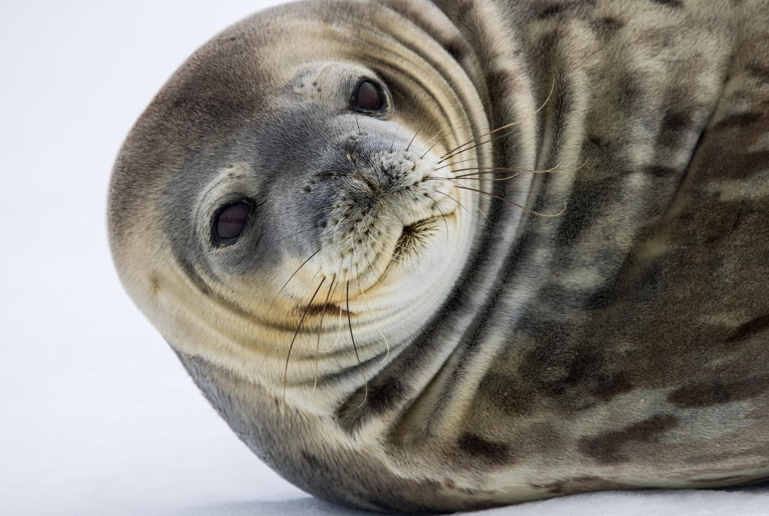 A Cute Seal