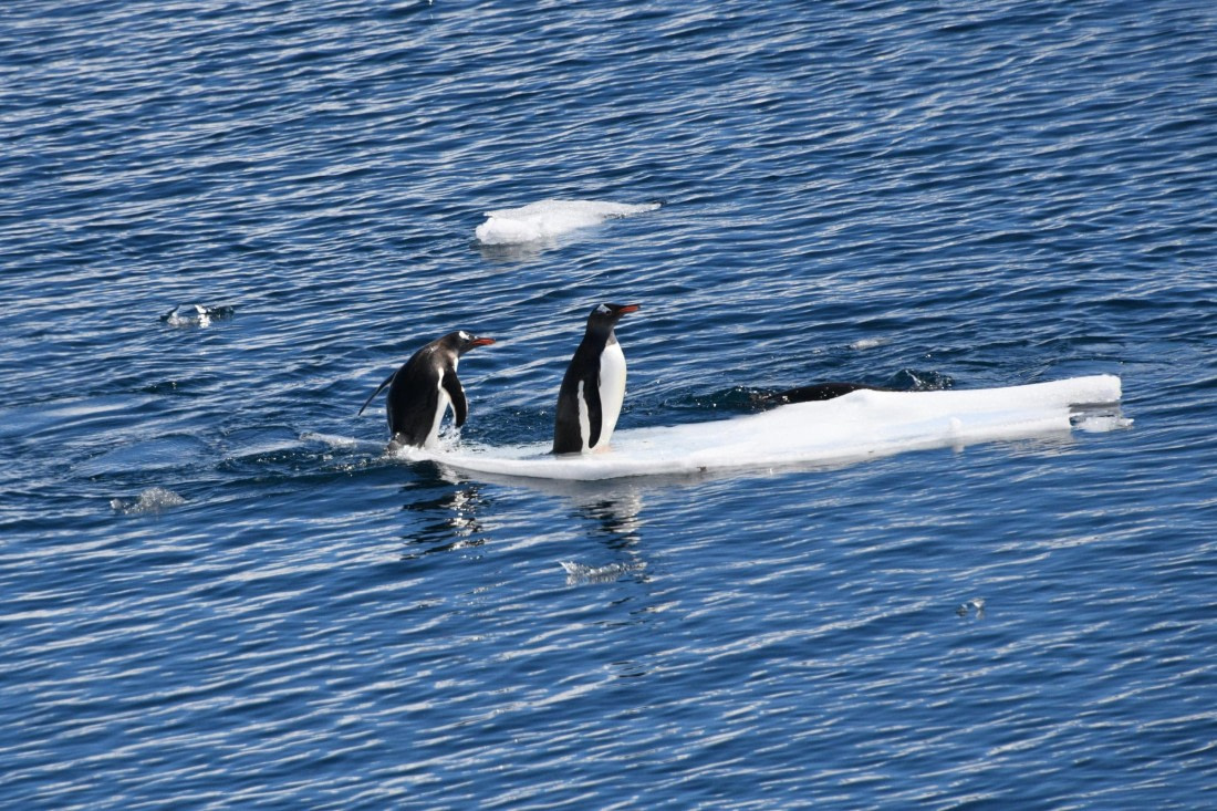 Cruising Penguins