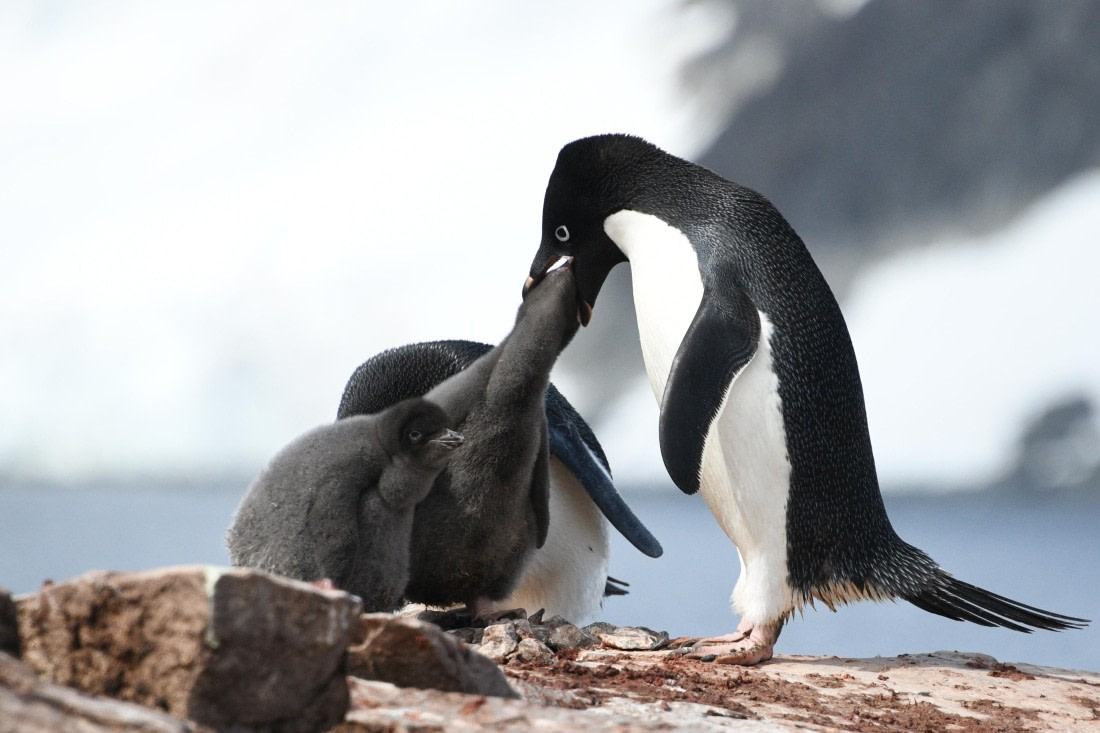 Adelie Chick Feeding