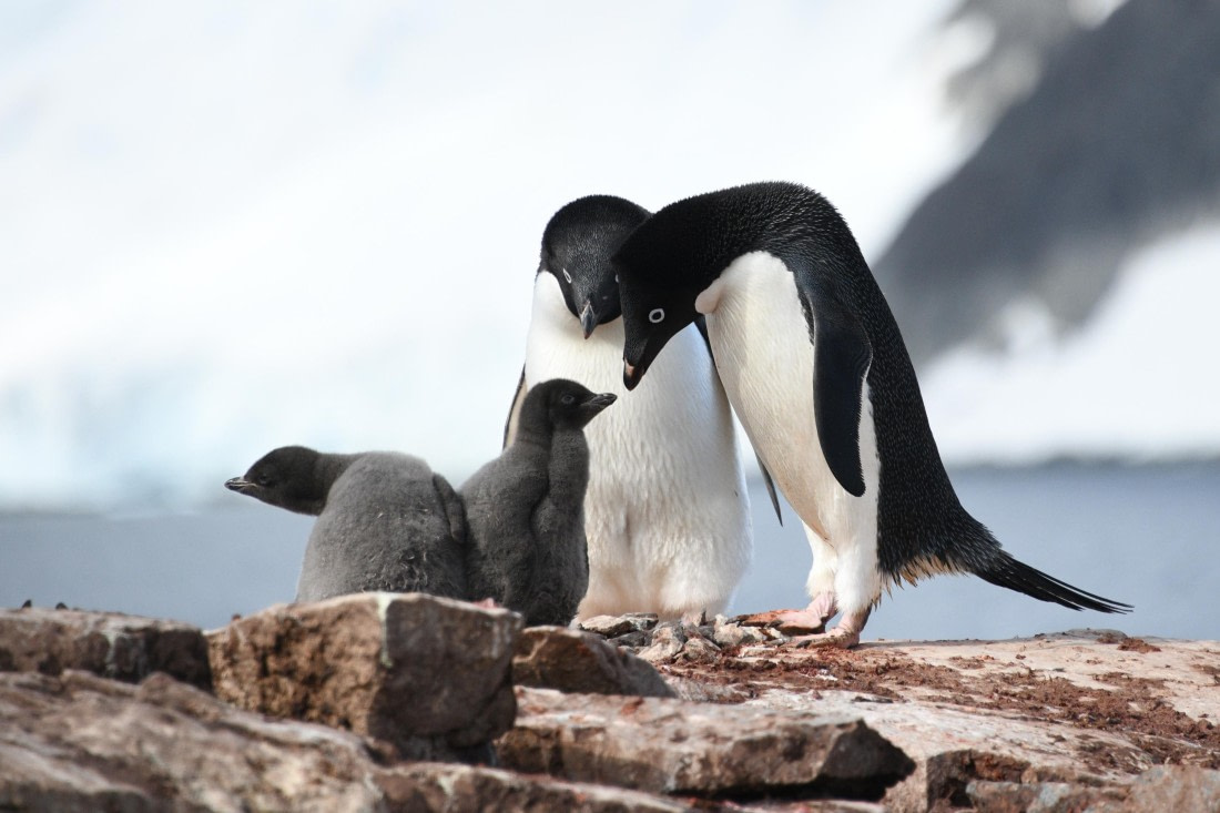 Adelie Chick Saying I Am Not The One In Trouble