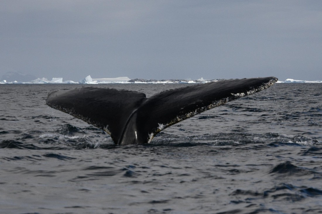 We Have a Whale of a Tale