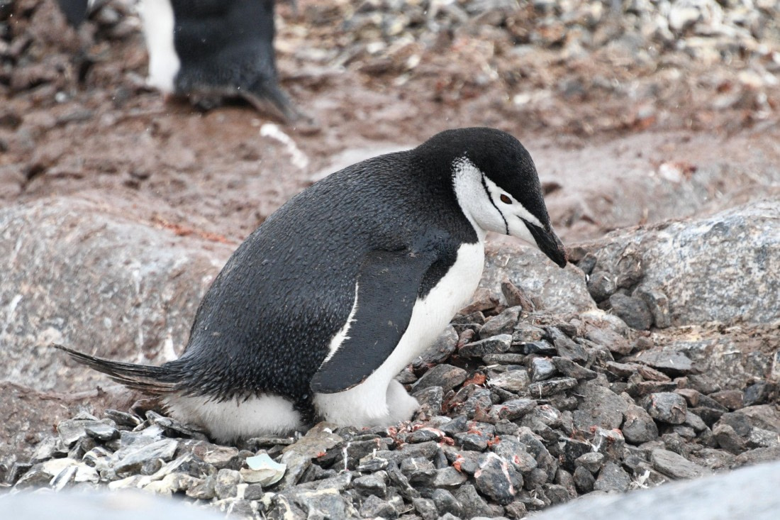 Chinstrap Penguin With Chick
