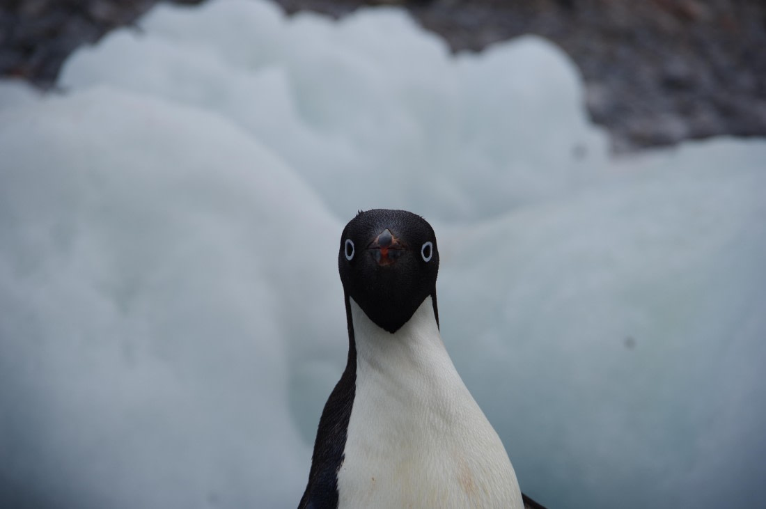 PLA27-25, Day 15, IMGP3139 © Unknown photographer - Oceanwide Expeditions.JPG