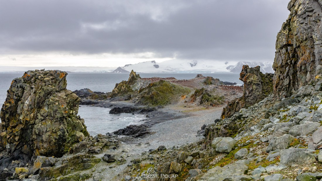 PLA27-25, Day 16, 31st Jan Halfmoon Island-1 © Susanne Polap - Oceanwide Expeditions.jpg