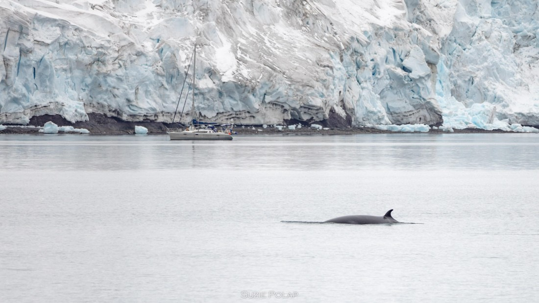 PLA27-25, Day 16, 31st Jan Yankee Harbour-2 © Susanne Polap - Oceanwide Expeditions.jpg