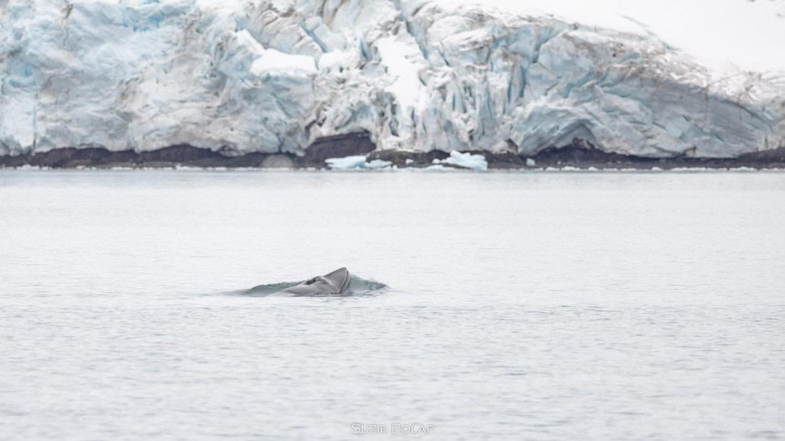 PLA27-25, Day 16, 31st Jan Yankee Harbour-3 © Susanne Polap - Oceanwide Expeditions.jpg