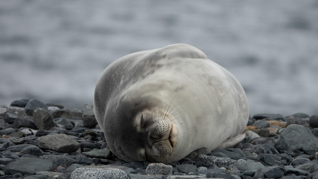 PLA27-25, Day 16, DSC03898-2 © Unknown photographer - Oceanwide Expeditions.jpg