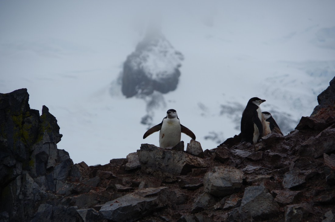 PLA27-25, Day 16, IMGP3194 © Unknown photographer - Oceanwide Expeditions.JPG