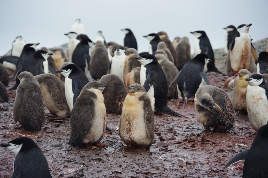 PLA27-25, Day 16, IMGP3212 © Unknown photographer - Oceanwide Expeditions.JPG