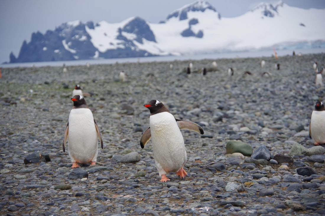 PLA27-25, Day 16, IMGP3271 © Unknown photographer - Oceanwide Expeditions.JPG
