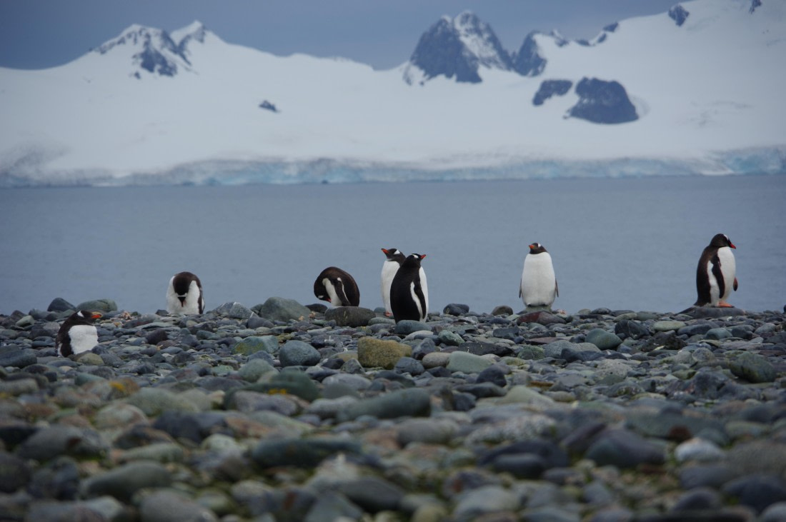 PLA27-25, Day 16, IMGP3300 © Unknown photographer - Oceanwide Expeditions.JPG