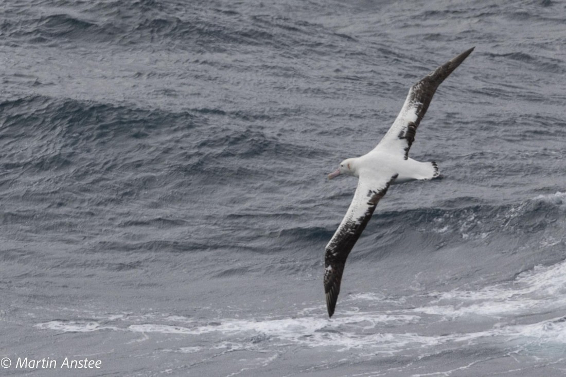 PLA27-25, Day 18, 095A1093 © Martin Anstee - Oceanwide Expeditions.JPG