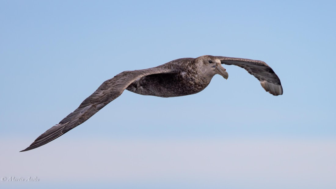 PLA27-25, Day 2, 088A5182 © Martin Anstee - Oceanwide Expeditions.jpg