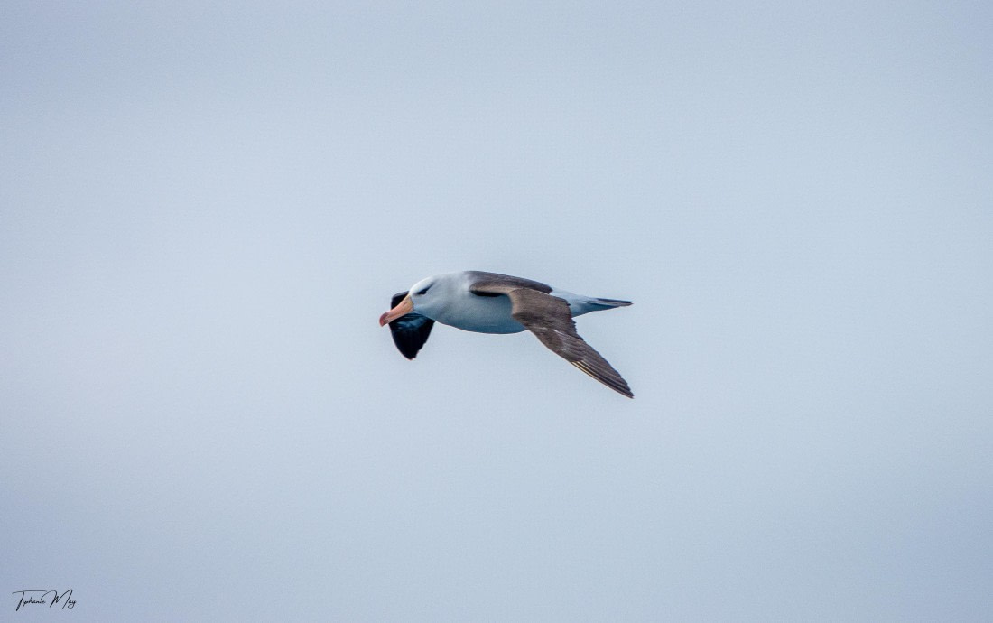 PLA27-25, Day 2, DSC04223 © Tiphanie May - Oceanwide Expeditions.jpg