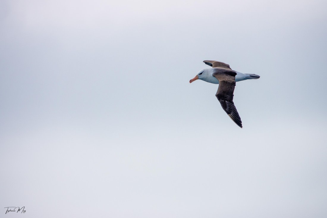 PLA27-25, Day 2, DSC04240 © Tiphanie May - Oceanwide Expeditions.jpg