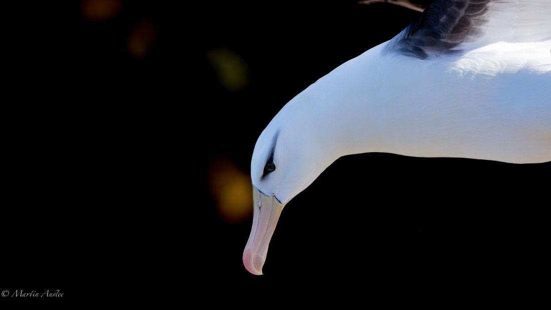 PLA27-25, Day 3, 088A5194 © Martin Anstee - Oceanwide Expeditions.jpg