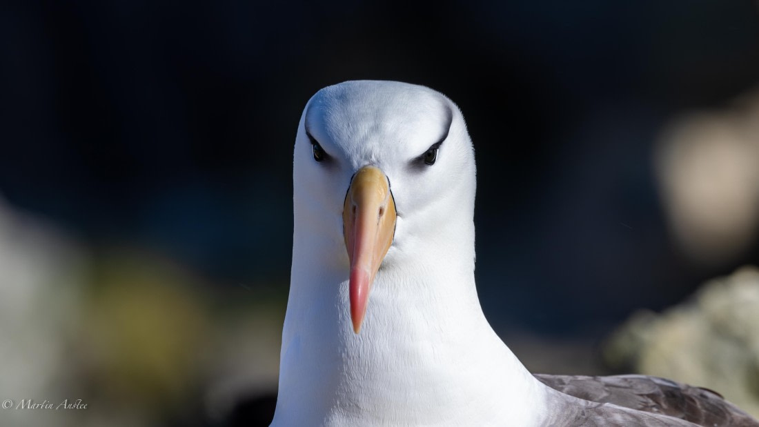 PLA27-25, Day 3, 088A5199 © Martin Anstee - Oceanwide Expeditions.jpg