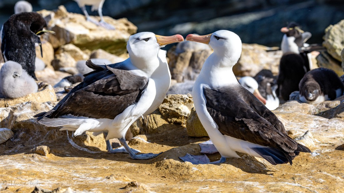 PLA27-25, Day 3, 088A5236 © Martin Anstee - Oceanwide Expeditions.jpg