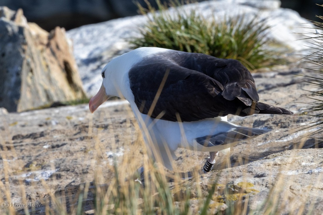 PLA27-25, Day 3, 088A5281 © Martin Anstee - Oceanwide Expeditions.jpg