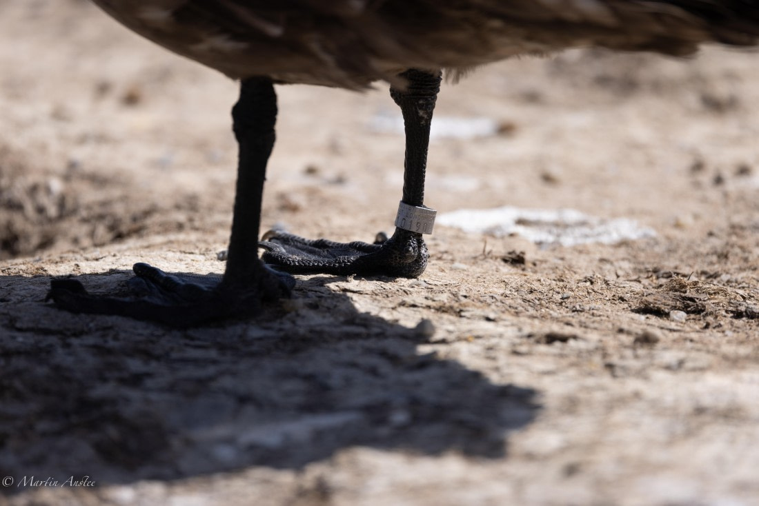 PLA27-25, Day 3, 088A5391 © Martin Anstee - Oceanwide Expeditions.jpg