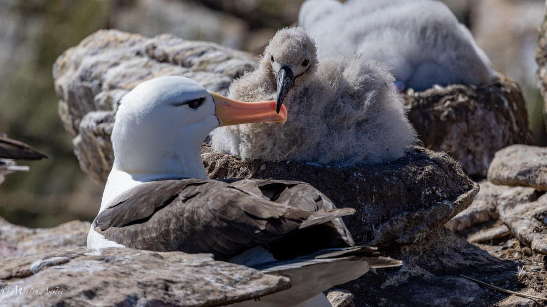 PLA27-25, Day 3, 088A5446 © Martin Anstee - Oceanwide Expeditions.jpg