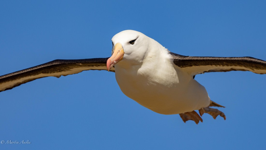 PLA27-25, Day 3, 088A5468 © Martin Anstee - Oceanwide Expeditions.jpg