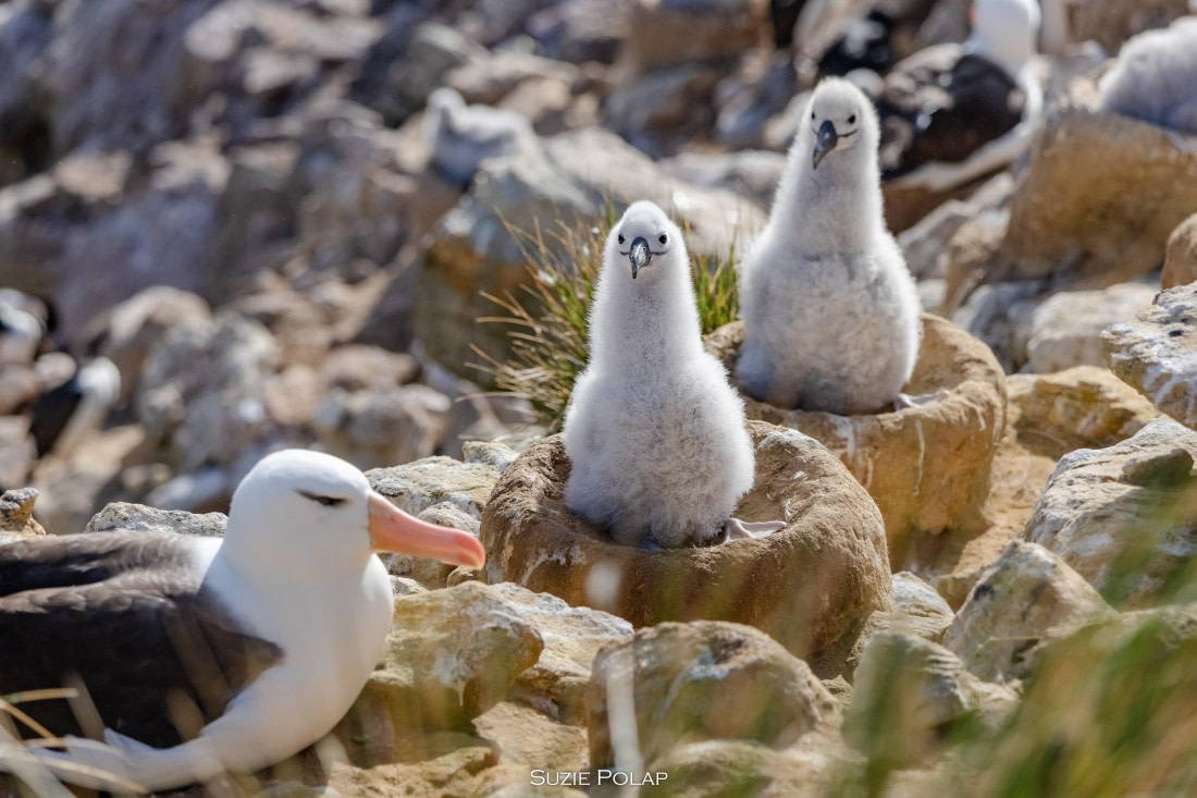 PLA27-25, Day 3, 766A7188 © Susanne Polap - Oceanwide Expeditions.jpg