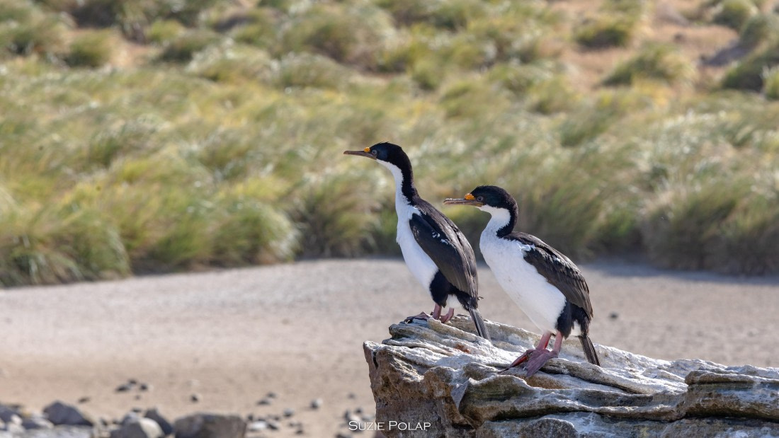 PLA27-25, Day 3, 766A7256 © Susanne Polap - Oceanwide Expeditions.jpg