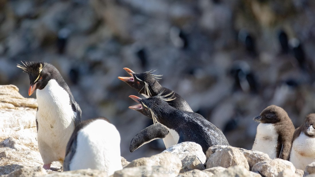 PLA27-25, Day 3, 766A7327 © Susanne Polap - Oceanwide Expeditions.jpg
