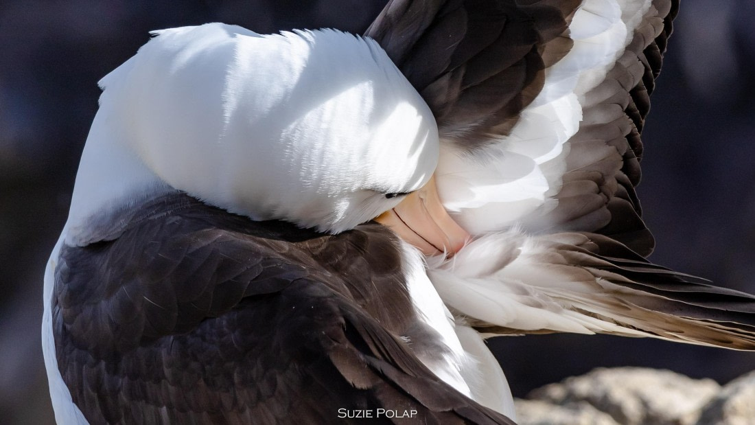 PLA27-25, Day 3, 766A7368 © Susanne Polap - Oceanwide Expeditions.jpg