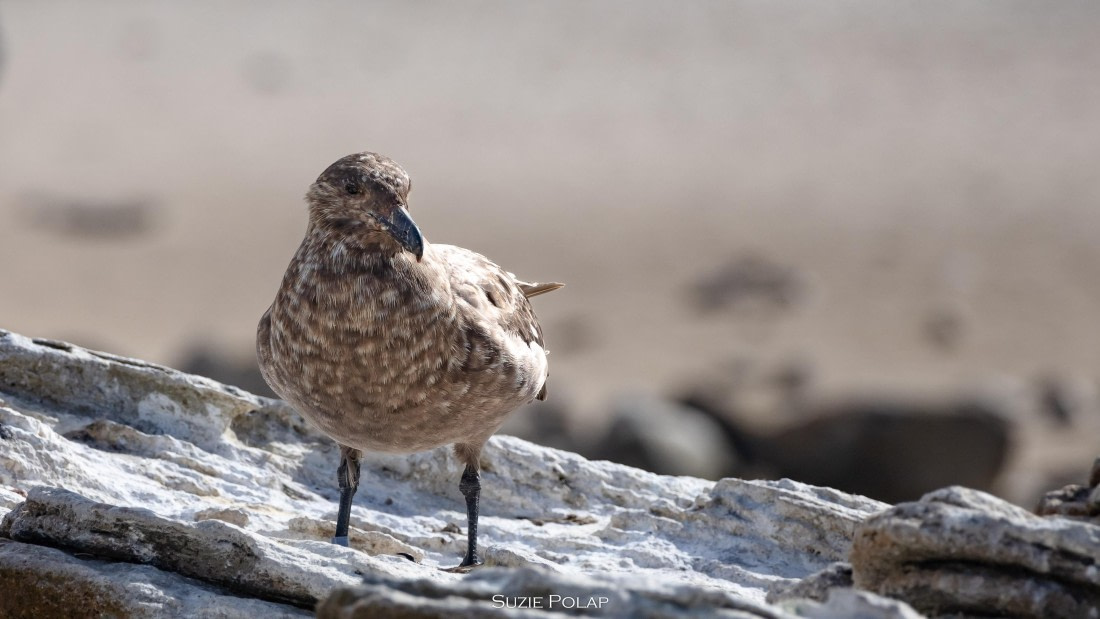 PLA27-25, Day 3, 766A7382 © Susanne Polap - Oceanwide Expeditions.jpg