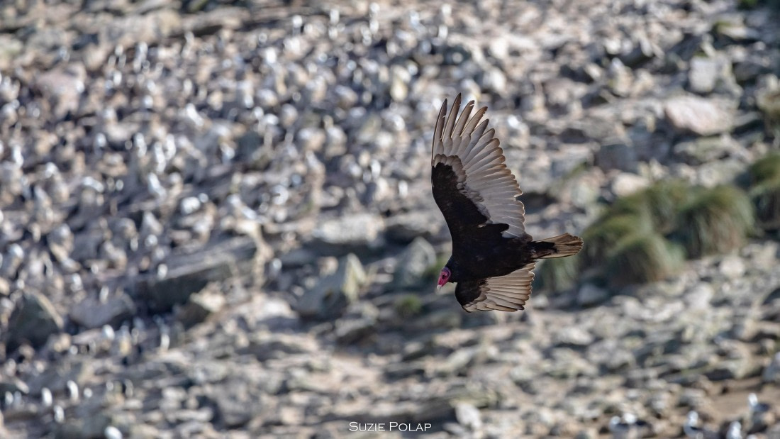 PLA27-25, Day 3, 766A7412 © Susanne Polap - Oceanwide Expeditions.jpg