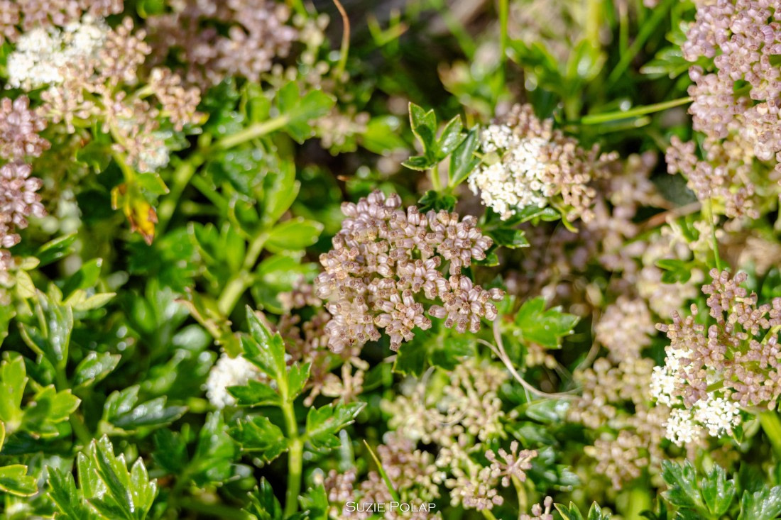 PLA27-25, Day 3, 766A7463 © Susanne Polap - Oceanwide Expeditions.jpg