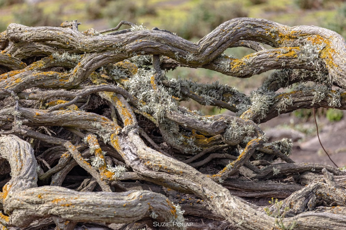 PLA27-25, Day 3, 766A7478 © Susanne Polap - Oceanwide Expeditions.jpg