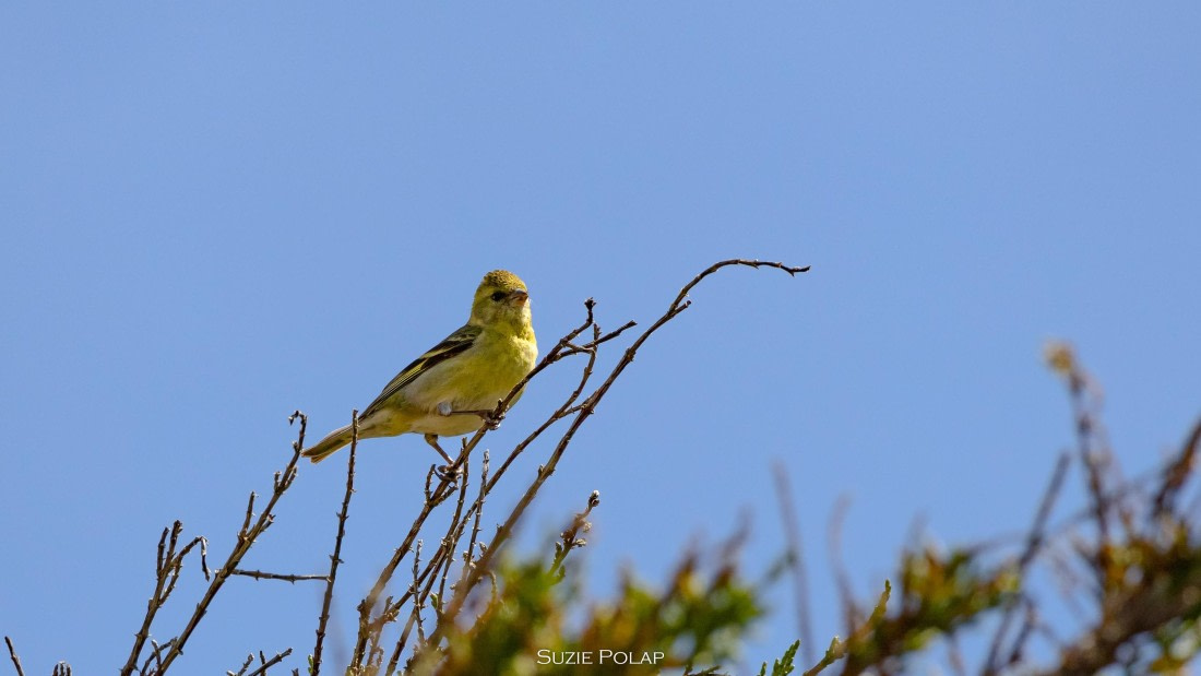 PLA27-25, Day 3, 766A7536 © Susanne Polap - Oceanwide Expeditions.jpg