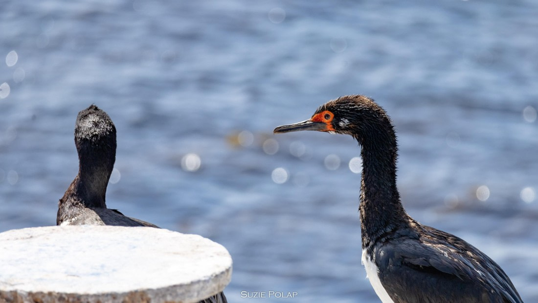 PLA27-25, Day 3, 766A7547 © Susanne Polap - Oceanwide Expeditions.jpg