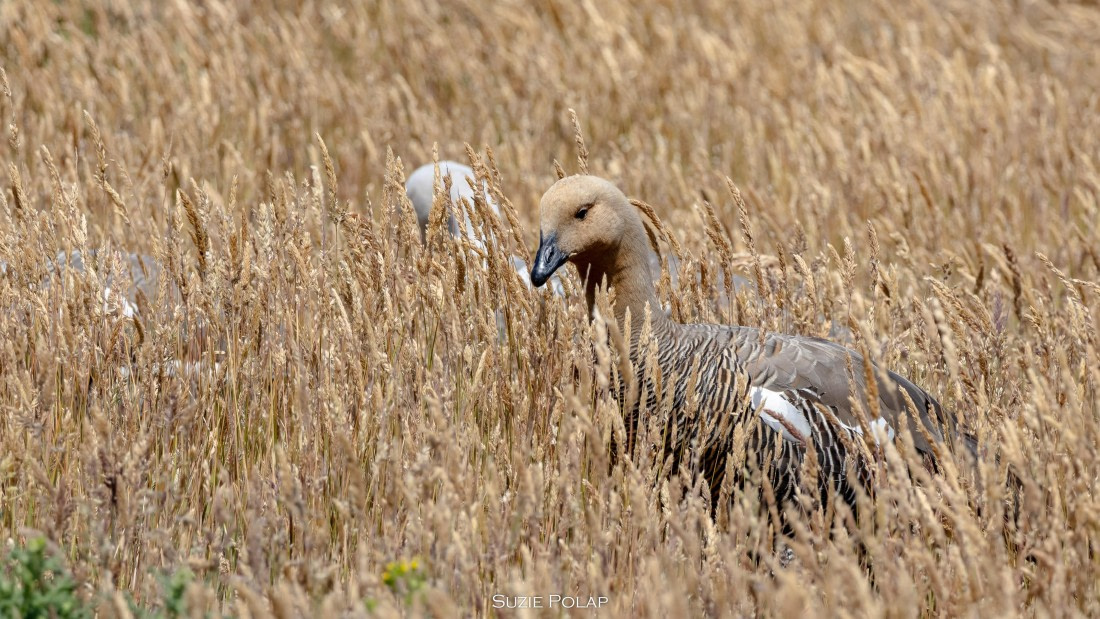 PLA27-25, Day 3, 766A7608 © Susanne Polap - Oceanwide Expeditions.jpg