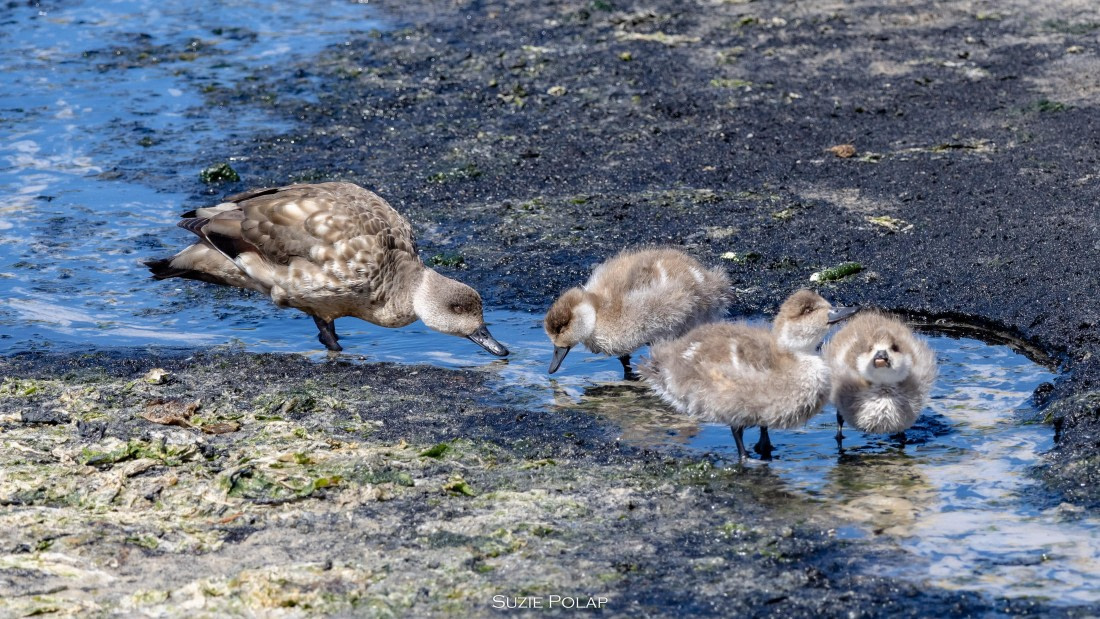 PLA27-25, Day 3, 766A7706 © Susanne Polap - Oceanwide Expeditions.jpg